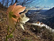 64 Splendidi ellebori in fiore rivolti sul lago